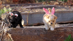 tumblr_n3kpmoaRrt1tvs3v3o1_250.gif