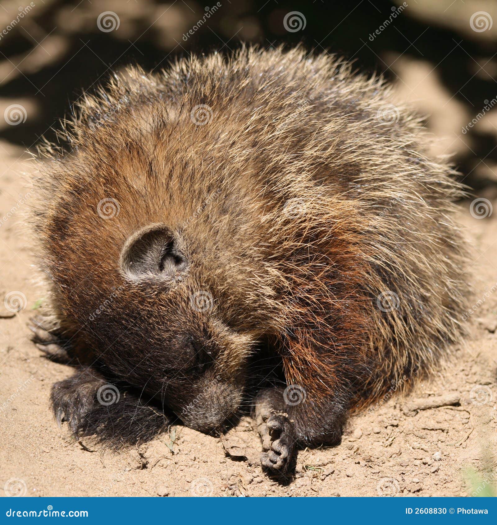 young-groundhog-sleeping-2608830.jpg