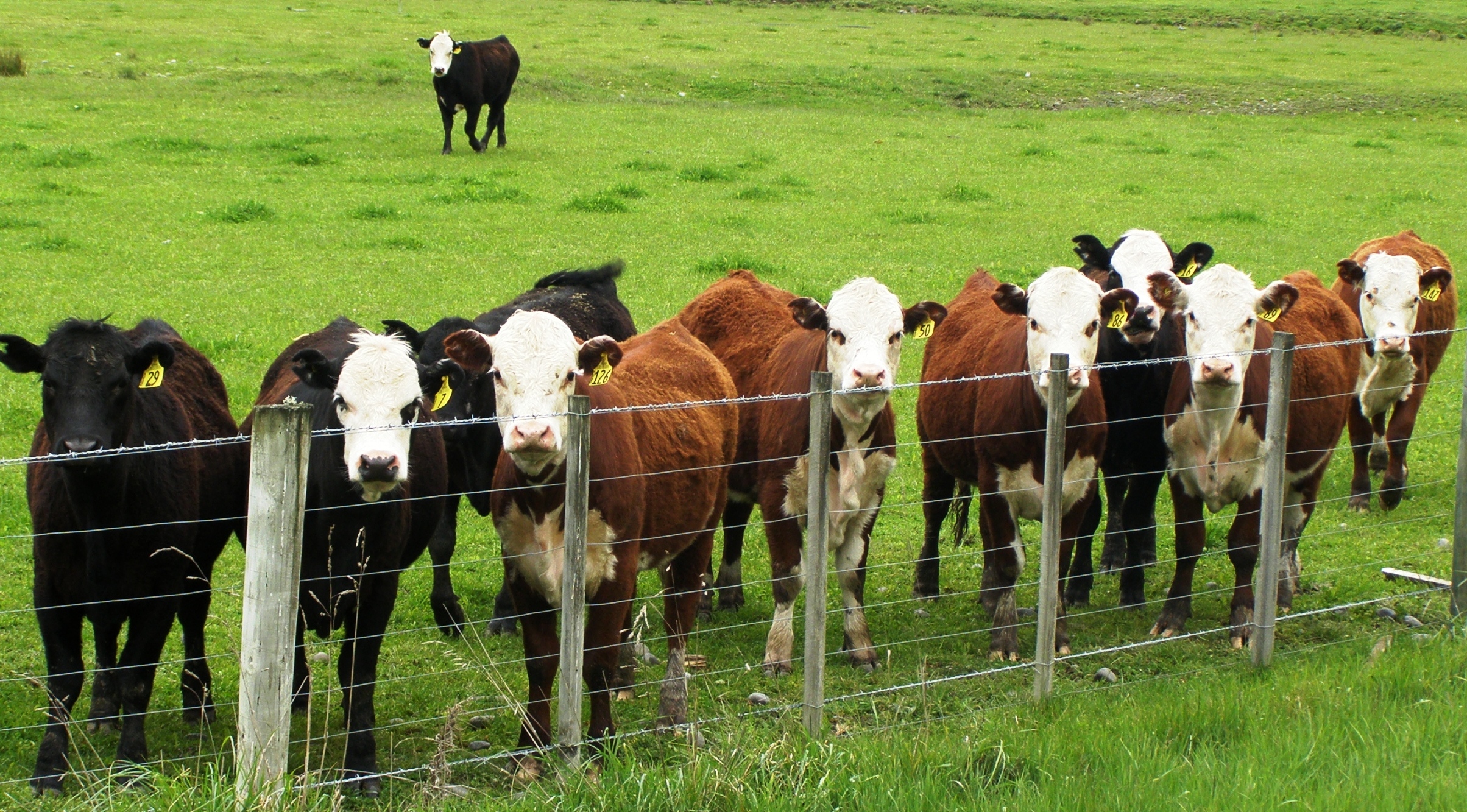 young-cattle-web.jpg