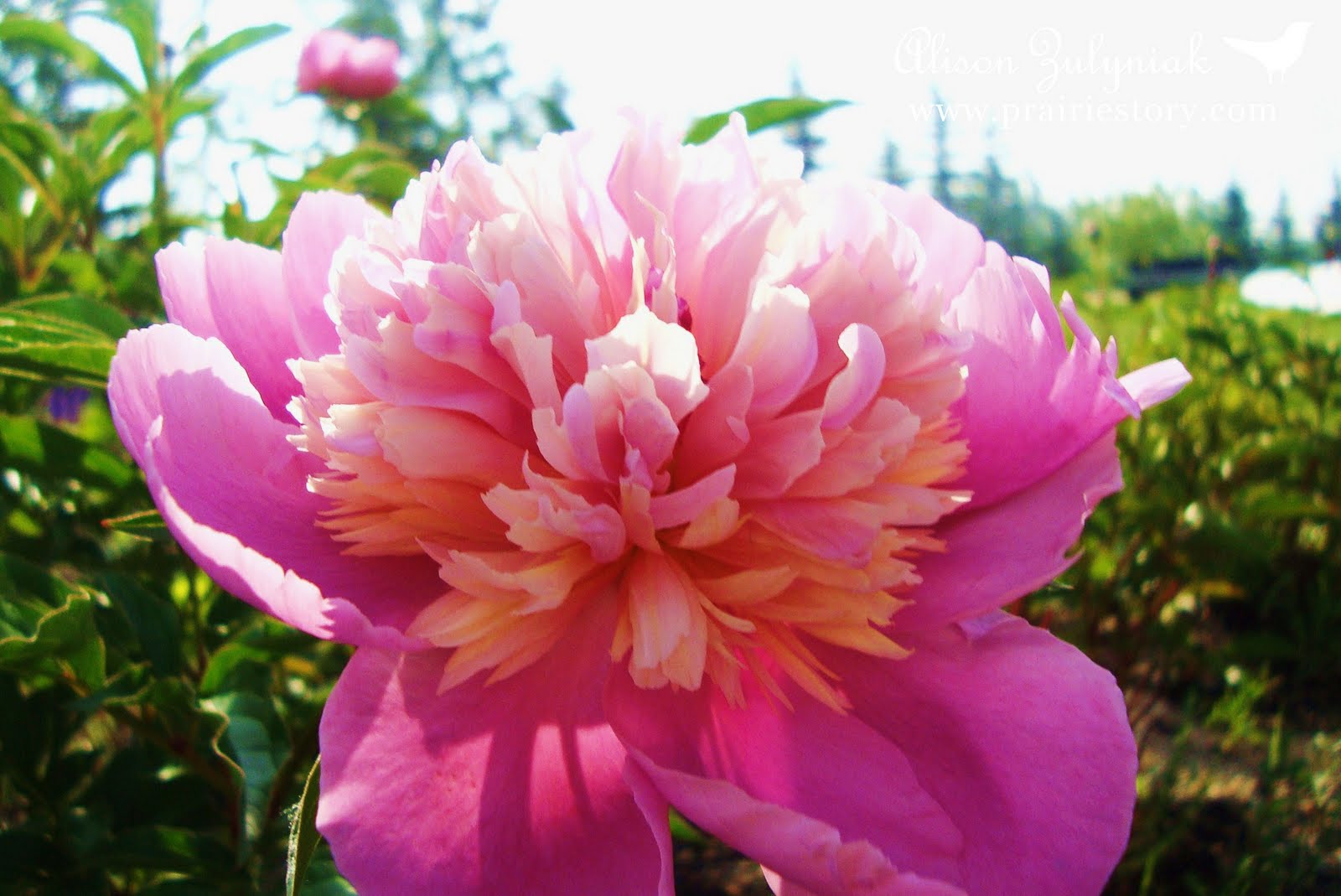 peonyDSC09128.jpg