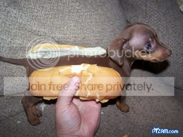 hotdogpuppy.jpg