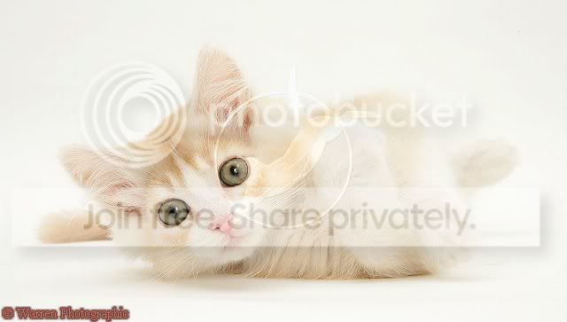 Palegingermainecoonkitten.jpg