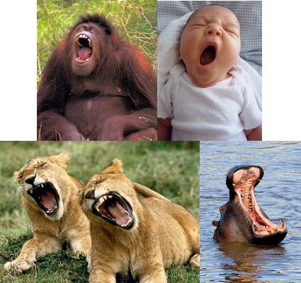 yawning_collage.jpg