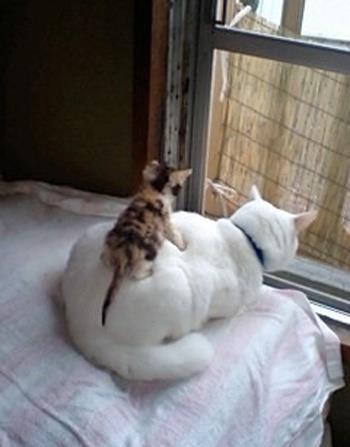 cute-baby-kitten-on-mother-cats-back.jpg