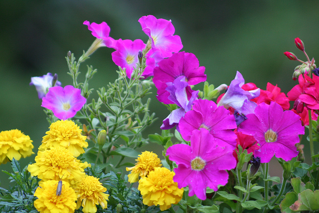beautiful-flowers.jpg