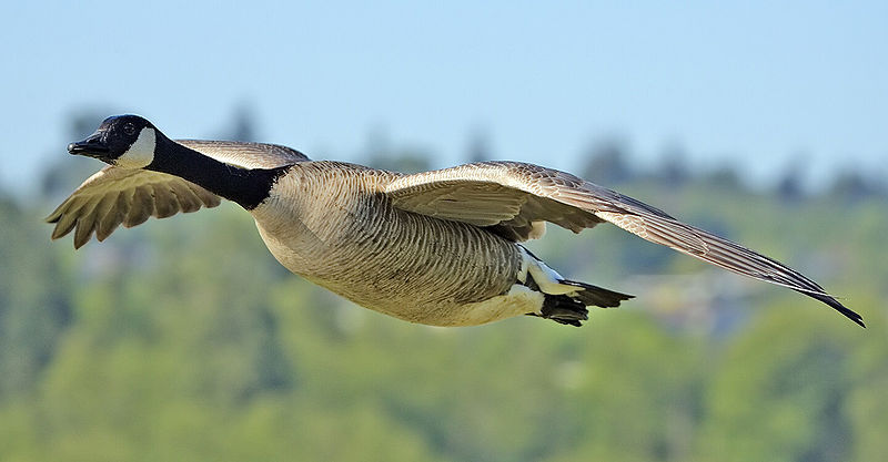 Canadian+Goose.jpg