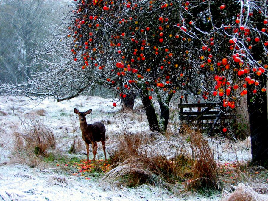 Animals-beautiful-nature-23475276-900-675.jpg