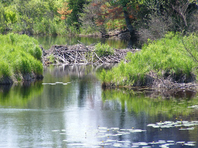 DSCF2910.jpg
