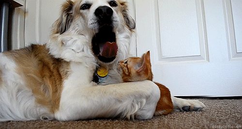 cat-dog-gif.gif