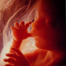 fetus.jpg