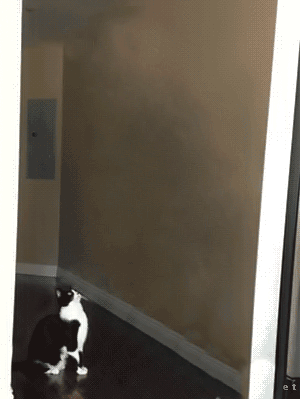 HZf449o.gif