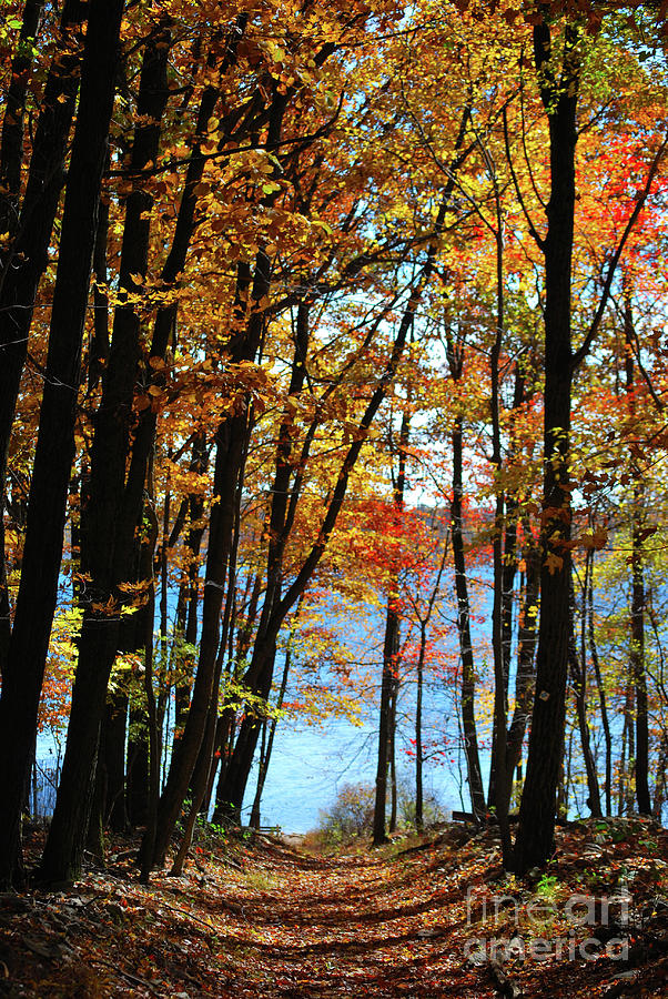 path-to-the-lake-lori-tambakis.jpg