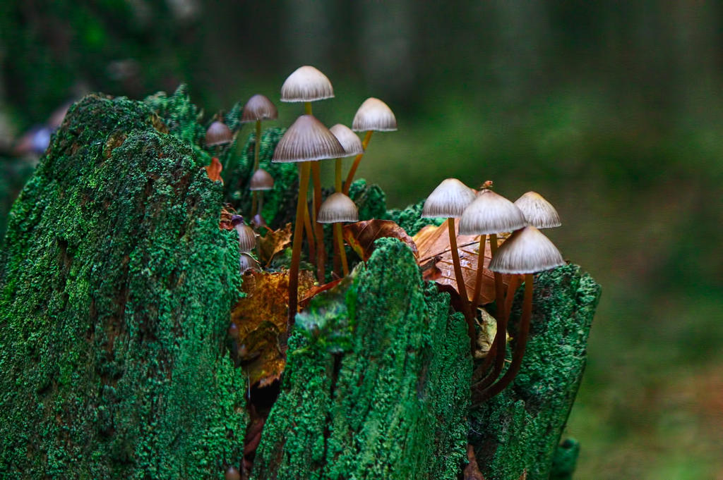 tantalizing_toadstools_take_2__by_samvn-d5wuayd.jpg