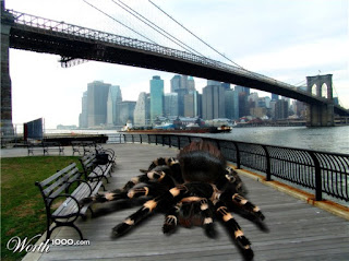 spider.jpg