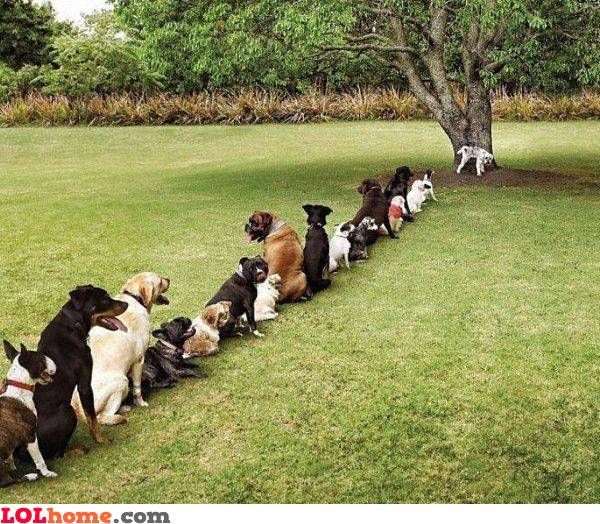 dogs-waiting-to-pee.jpg