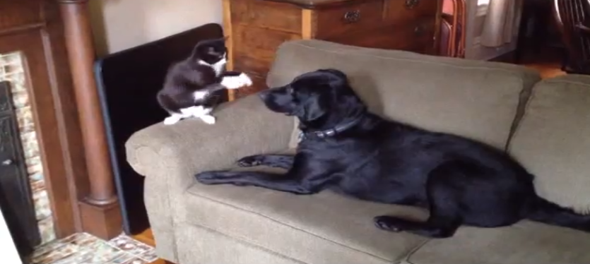 Its_a_Lab_Thing_Cat_Slap_Fever.png