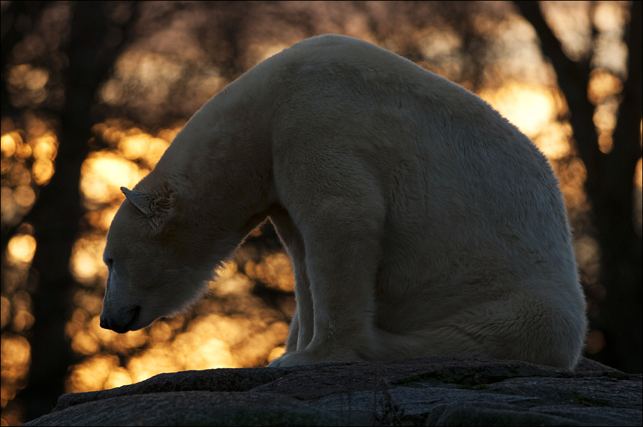 dreams_by_svenimal-d713x47.jpg