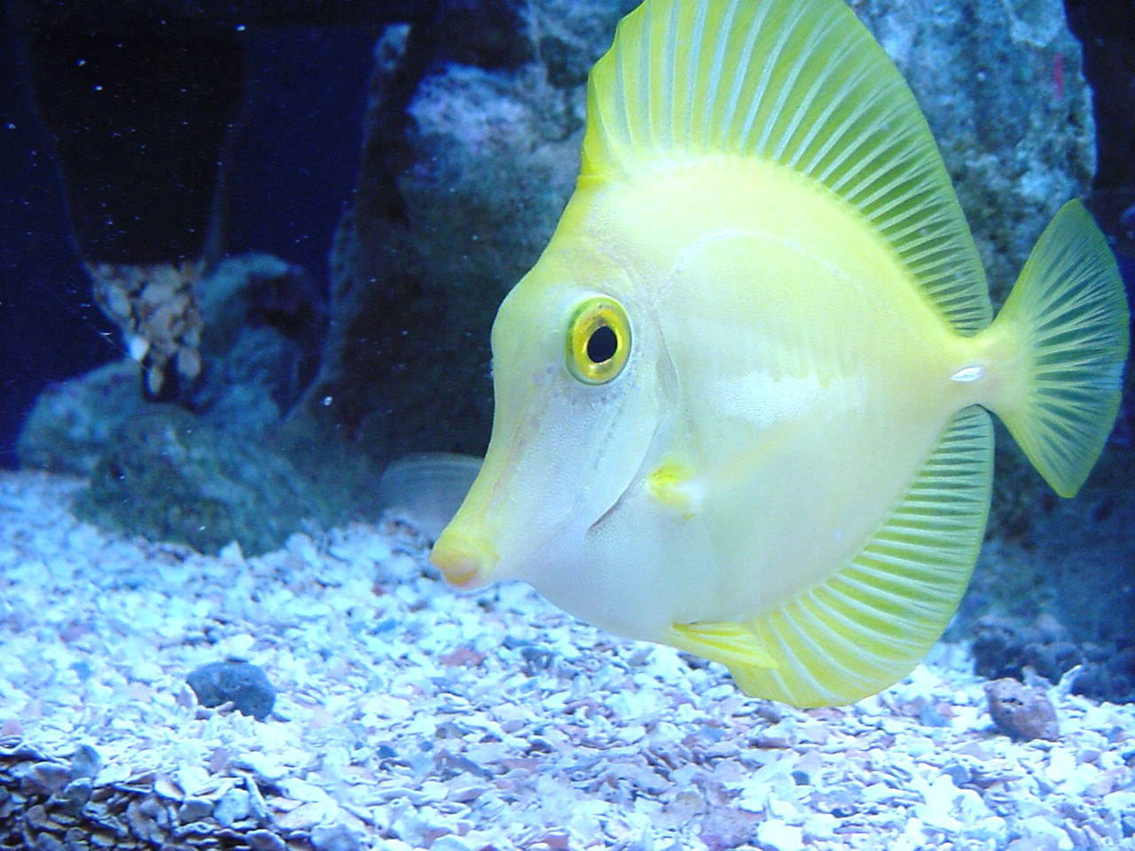 fishes+%2811%29.jpg