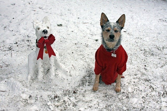 Trouble-Snow-Animals-2.jpg