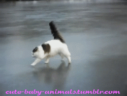 GS1NhRf.gif