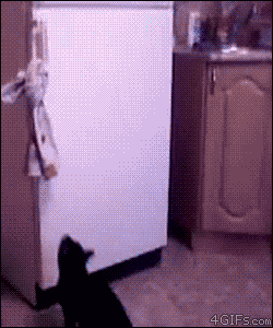 tumblr_n624e1hMjb1qdlh1io1_250.gif