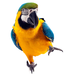 parrot.png