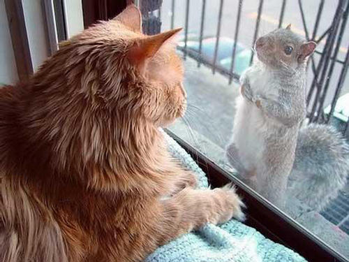 163112,xcitefun-cats-and-their-unusual-friendship-10.jpg