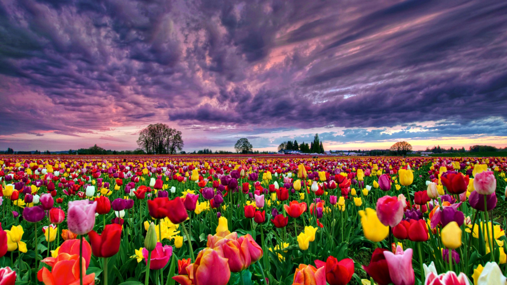 field-colorful-flowers-1.jpg