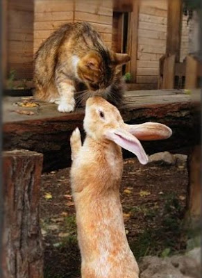 cat-and-rabbit.jpg
