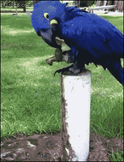 59pdpaz.gif