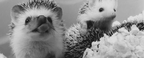 tumblr_ma25gobQHS1qafbqjo1_500.gif
