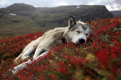 animal-beautiful-flowers-nature-photography-Favim.com-346571.jpg