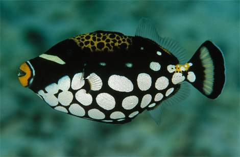 clown-trigger-fish.png