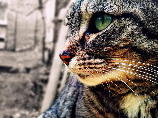 cat_stare__by_meadhag-d51sho7.jpg