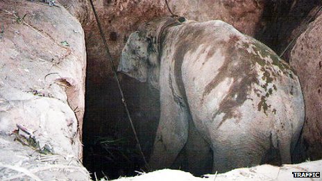 _76054250_elephant-in-pit-trap.jpg