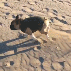 84406252.gif