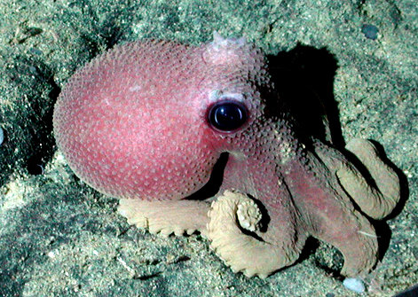 baby-pink-octopus.jpg