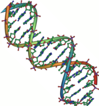 DNA_double_helix_45.PNG