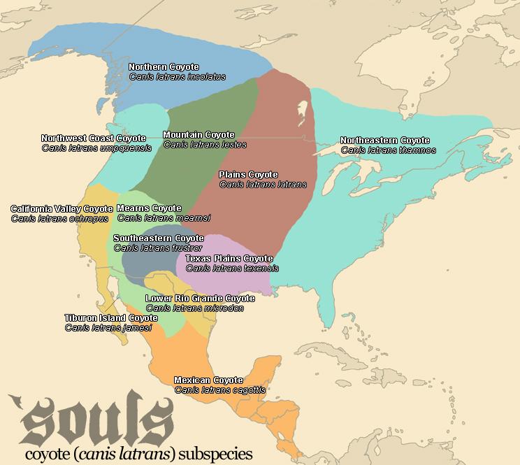 coyote_subspecies.jpg