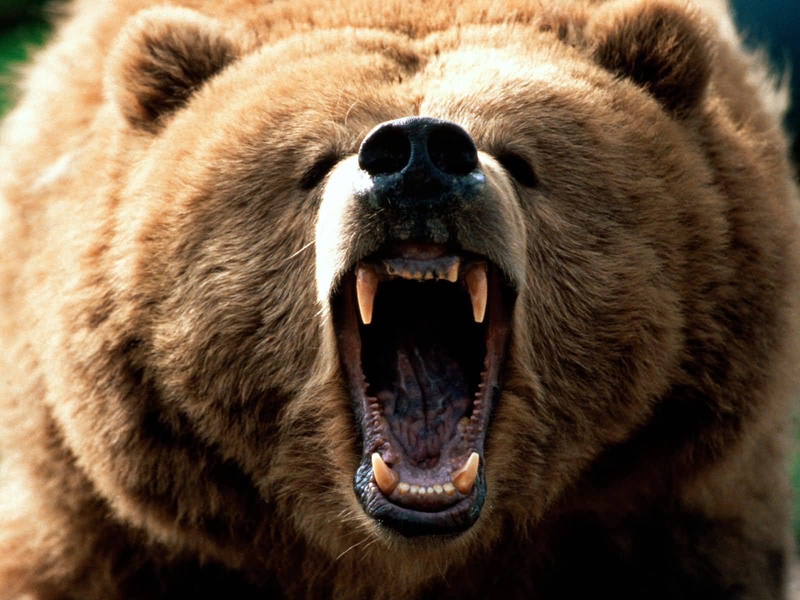 Raging-Bear.jpg