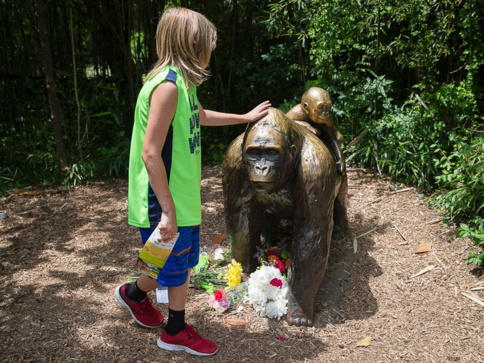 AP_gorilla_as_160530_4x3_992.jpg