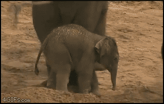 Animated+0381.gif