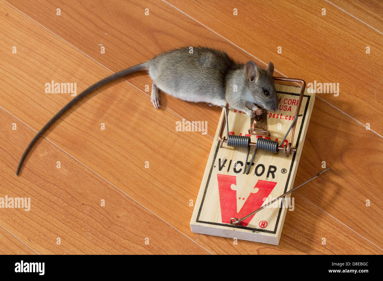 rat-trap-with-caught-black-rat-rattus-rattus-florida-usa-D8EBGC.jpg