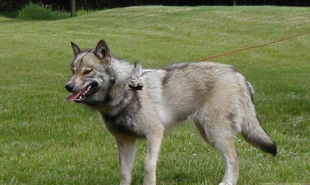 wolfdog2dnr-wi-gov.jpg
