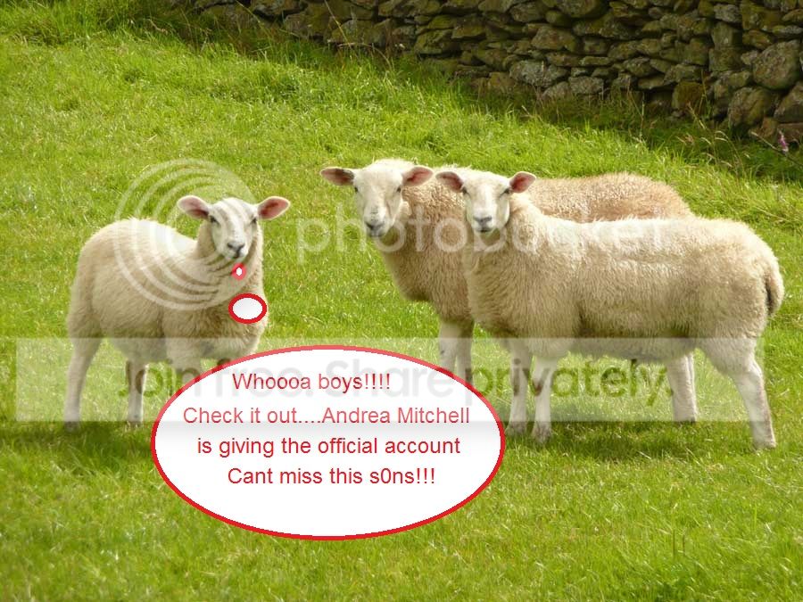 stanza_artist-sheep.jpg