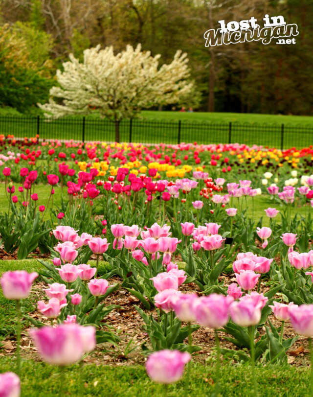 tulips_0670.jpg