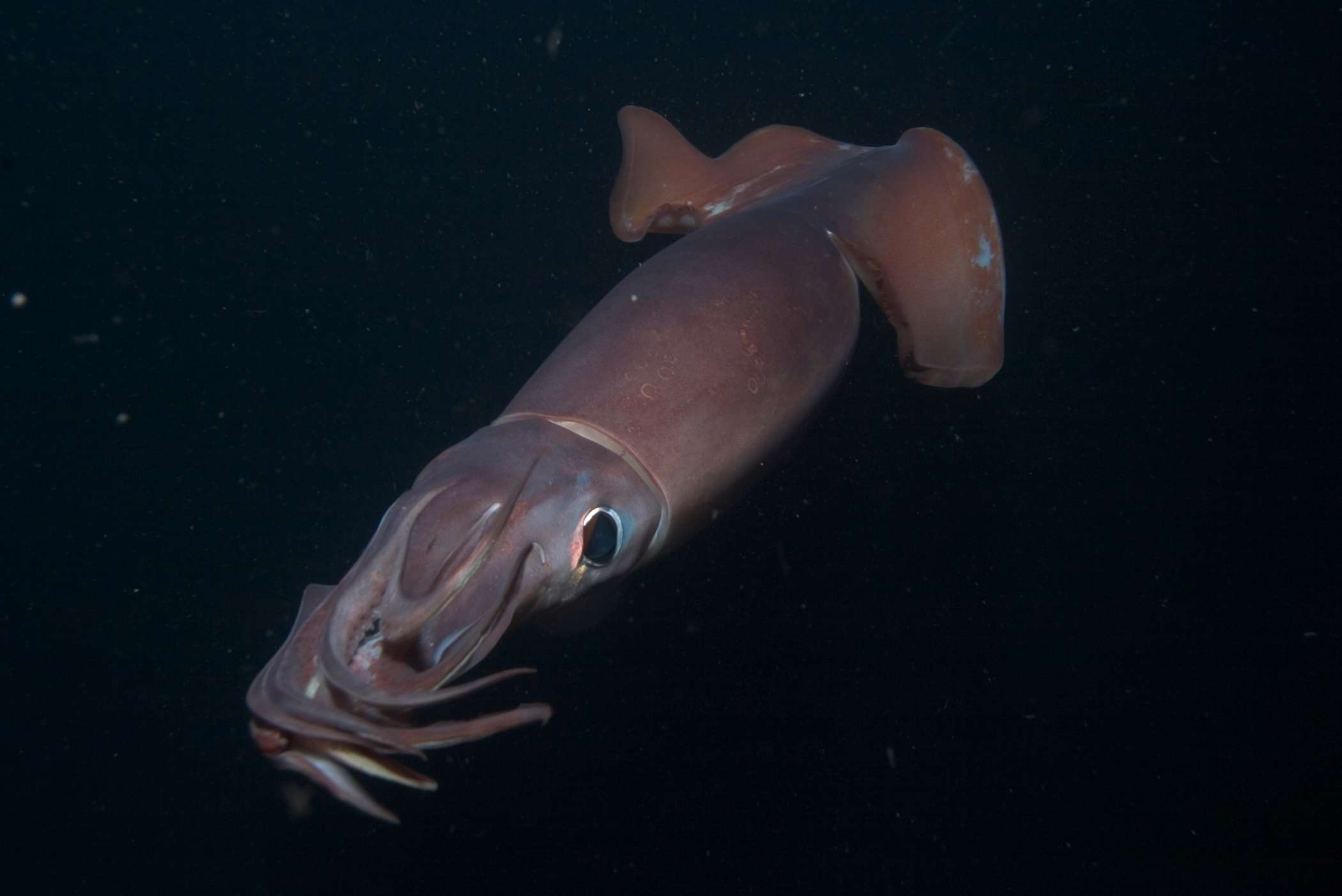2006_deep_sea_3-d_022.jpg