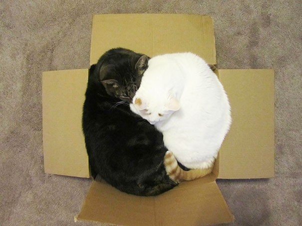 funny-cats-if-it-fits-i-sits-10.jpg