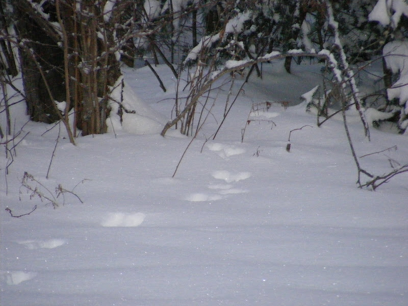 DSCF0230.JPG