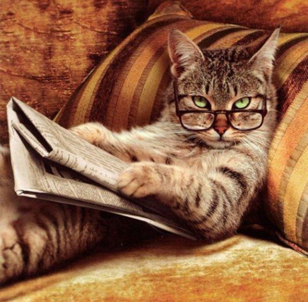 FunnyCatRelaxing1.jpg